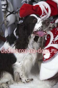 Костюмы Деда Мороза и Снегурочки -  Собака