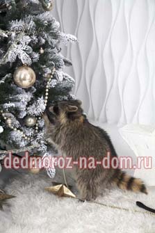 Костюмы Деда Мороза и Снегурочки -  Енот