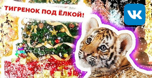 Тигренок под ёлкой!